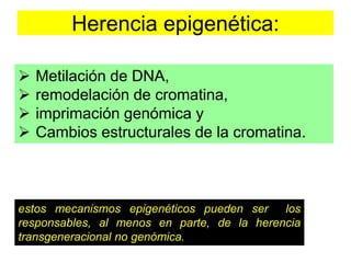 Herencia epigenética: 
 Metilación de DNA, 
 remodelación de cromatina, 
 imprimación genómica y 
 Cambios estructurales de la cromatina. 
estos mecanismos epigenéticos pueden ser los 
responsables, al menos en parte, de la herencia 
transgeneracional no genómica. 
 