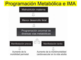 Programación Metabólica e IMA 
 
