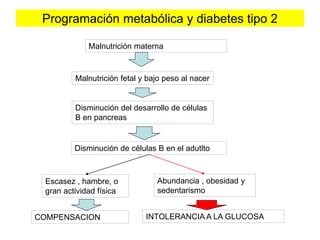 Programación metabólica y diabetes tipo 2 
Malnutrición materna 
Malnutrición fetal y bajo peso al nacer 
Disminución del desarrollo de células 
B en pancreas 
Disminución de células B en el adutlto 
Escasez , hambre, o 
gran actividad física 
Abundancia , obesidad y 
sedentarismo 
COMPENSACION INTOLERANCIA A LA GLUCOSA 
 
