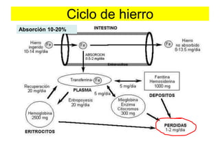 Ciclo de hierro 
Absorción 10-20% 
 