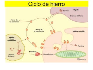 Ciclo de hierro 
 