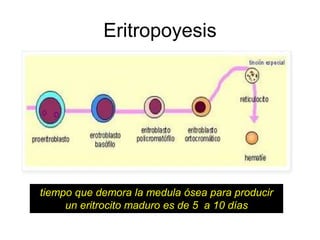 Eritropoyesis 
tiempo que demora la medula ósea para producir 
un eritrocito maduro es de 5 a 10 días 
 
