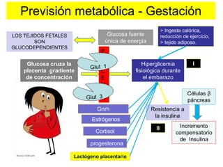 Previsión metabólica - Gestación 
> Ingesta calórica, 
reducción de ejercicio, 
> tejido adiposo. 
Resistencia a 
la insulina 
Glucosa fuente 
única de energía 
LOS TEJIDOS FETALES 
SON 
GLUCODEPENDIENTES 
Hiperglicemia 
fisiológica durante 
el embarazo 
Glucosa cruza la 
placenta gradiente 
de concentración 
P 
L 
A 
C 
E 
N 
T 
A 
Gnrh 
Estrógenos 
Cortisol 
progesterona 
Lactógeno placentario 
I 
Células β 
páncreas 
Incremento 
compensatorio 
de Insulina 
II 
 