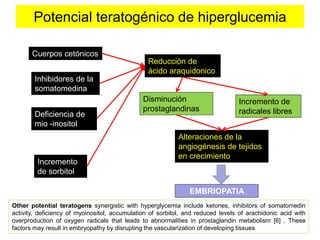 Potencial teratogénico de hiperglucemia 
Cuerpos cetónicos 
Inhibidores de la 
somatomedina 
Deficiencia de 
mio -inositol 
Incremento 
de sorbitol 
Reducción de 
ácido araquidonico 
Incremento de 
radicales libres 
Disminución 
prostaglandinas 
Alteraciones de la 
angiogénesis de tejidos 
en crecimiento 
EMBRIOPATIA 
Other potential teratogens synergistic with hyperglycemia include ketones, inhibitors of somatomedin 
activity, deficiency of myoinositol, accumulation of sorbitol, and reduced levels of arachidonic acid with 
overproduction of oxygen radicals that leads to abnormalities in prostaglandin metabolism [6] . These 
factors may result in embryopathy by disrupting the vascularization of developing tissues 
 