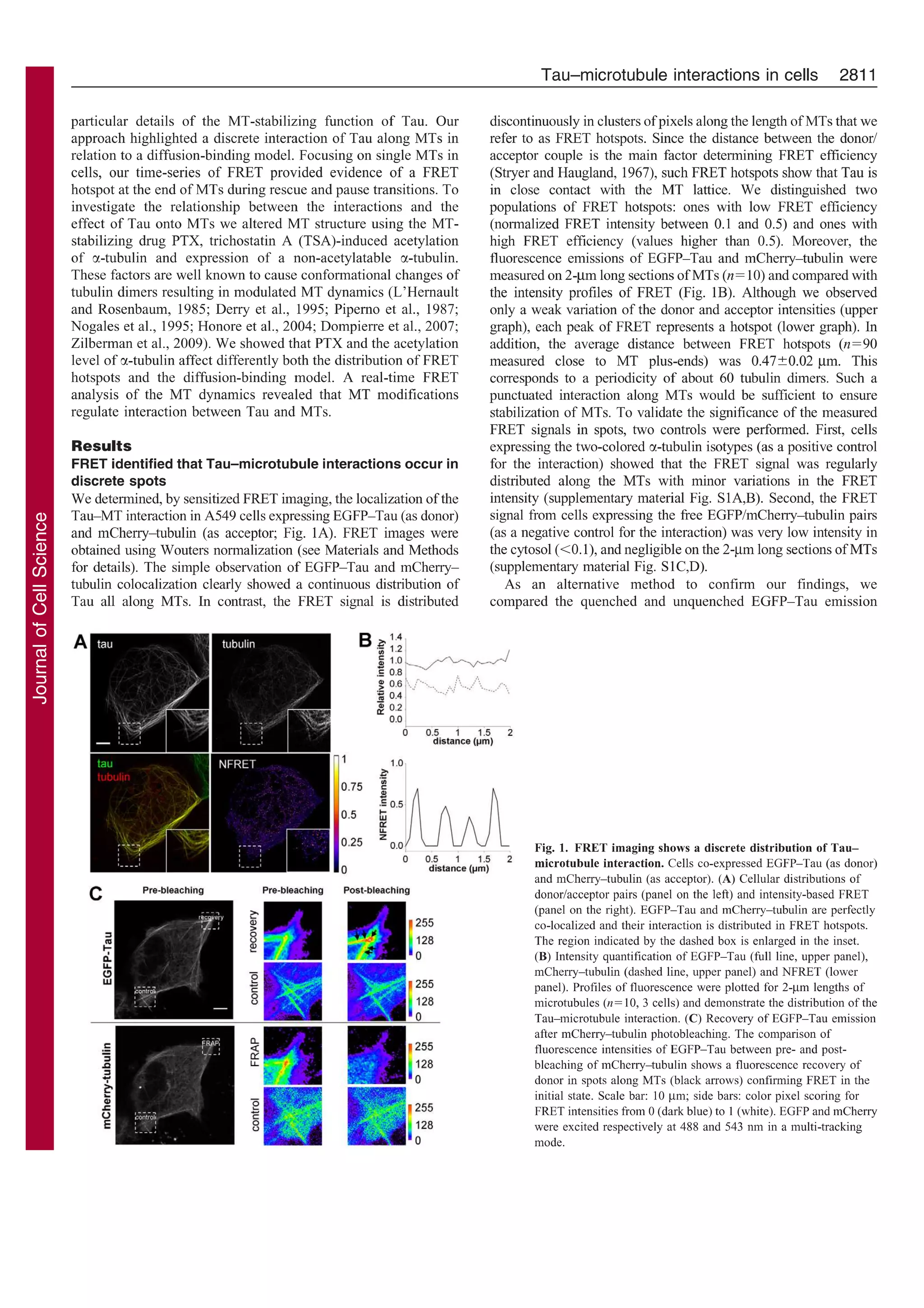 Molecular mechanisms of Tau binding to microtubules and its role in ...