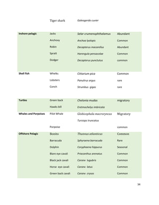 34
Tiger shark Galeogerdo cuvier
Inshore pelagic Jacks
Anchovy
Robin
Spratt
Dodger
Selar crumenophthalamus
Anchoa lyolopis
Decapterus macarellus
Harengula pensacolae
Decapterus punctutus
Abundant
Common
Abundant
Common
common
Shell fish Whelks
Lobsters
Conch
Cittarium pica
Panulirus argus
Strumbus gigas
Common
rare
rare
Turtles Green back
Hawks bill
Chelonia mudas
Eretmochelys imbricata
migratory
Whales and Porpoises Pilot Whale
Porpoise
Globicephala macroryncus
Tursiops truncatus
Migratory
common
Offshore Pelagic Bonito
Barracuda
Dolphin
Blare eye cavali
Black jack cavali
Horse eye cavali
Green back cavali
Thunnus atlanticus
Sphyraena barracuda
Coryphaena hippurus
Priacanthus arenatus
Caranx lugubris
Caranx latus
Caranx crysos
Common
Rare
Seasonal
Common
Common
Common
Common
 