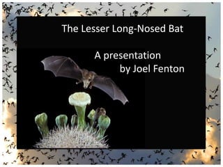 The Lesser Long-Nosed Bat - A presentation by Joel Fenton | PPTX