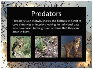 The Lesser Long-Nosed Bat - A presentation by Joel Fenton | PPT