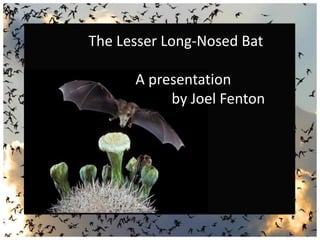The Lesser Long-Nosed Bat
A presentation
by Joel Fenton
 