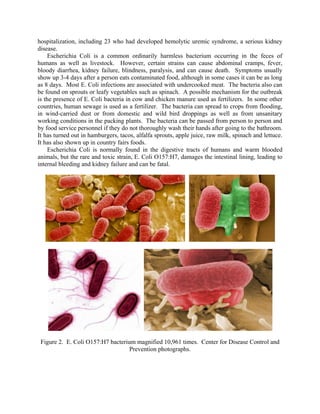 hospitalization, including 23 who had developed hemolytic uremic syndrome, a serious kidney
disease.
Escherichia Coli is a common ordinarily harmless bacterium occurring in the feces of
humans as well as livestock. However, certain strains can cause abdominal cramps, fever,
bloody diarrhea, kidney failure, blindness, paralysis, and can cause death. Symptoms usually
show up 3-4 days after a person eats contaminated food, although in some cases it can be as long
as 8 days. Most E. Coli infections are associated with undercooked meat. The bacteria also can
be found on sprouts or leafy vegetables such as spinach. A possible mechanism for the outbreak
is the presence of E. Coli bacteria in cow and chicken manure used as fertilizers. In some other
countries, human sewage is used as a fertilizer. The bacteria can spread to crops from flooding,
in wind-carried dust or from domestic and wild bird droppings as well as from unsanitary
working conditions in the packing plants. The bacteria can be passed from person to person and
by food service personnel if they do not thoroughly wash their hands after going to the bathroom.
It has turned out in hamburgers, tacos, alfalfa sprouts, apple juice, raw milk, spinach and lettuce.
It has also shown up in country fairs foods.
Escherichia Coli is normally found in the digestive tracts of humans and warm blooded
animals, but the rare and toxic strain, E. Coli O157:H7, damages the intestinal lining, leading to
internal bleeding and kidney failure and can be fatal.
Figure 2. E. Coli O157:H7 bacterium magnified 10,961 times. Center for Disease Control and
Prevention photographs.
 