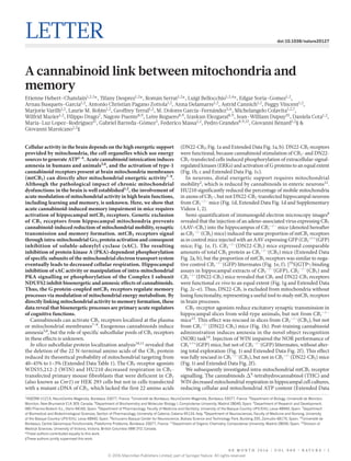 0 0 M O N T H 2 0 1 6 | V O L 0 0 0 | N A T U R E | 1
LETTER doi:10.1038/nature20127
A cannabinoid link between mitochondria and
memory
Etienne Hebert-Chatelain1,2,3
*, Tifany Desprez1,2
*, Román Serrat1,2
*, Luigi Bellocchio1,2,4
*, Edgar Soria-Gomez1,2
,
Arnau Busquets-Garcia1,2
, Antonio Christian Pagano Zottola1,2
, Anna Delamarre1,2
, Astrid Cannich1,2
, Peggy Vincent1,2
,
Marjorie Varilh1,2
, Laurie M. Robin1,2
, Geoffrey Terral1,2
, M. Dolores García-Fernández5,6
, Michelangelo Colavita1,2,7
,
Wilfrid Mazier1,2
, Filippo Drago7
, Nagore Puente8,9
, Leire Reguero8,9
, Izaskun Elezgarai8,9
, Jean-William Dupuy10
, Daniela Cota1,2
,
Maria-Luz Lopez-Rodriguez11
, Gabriel Barreda-Gómez5
, Federico Massa1,2
, Pedro Grandes8,9,12
, Giovanni Bénard1,2
§ &
Giovanni Marsicano1,2
§
Cellular activity in the brain depends on the high energetic support
provided by mitochondria, the cell organelles which use energy
sources to generate ATP1–4
. Acute cannabinoid intoxication induces
amnesia in humans and animals5,6
, and the activation of type-1
cannabinoid receptors present at brain mitochondria membranes
(mtCB1) can directly alter mitochondrial energetic activity7–9
.
Although the pathological impact of chronic mitochondrial
dysfunctions in the brain is well established1,2
, the involvement of
acute modulation of mitochondrial activity in high brain functions,
including learning and memory, is unknown. Here, we show that
acute cannabinoid-induced memory impairment in mice requires
activation of hippocampal mtCB1 receptors. Genetic exclusion
of CB1 receptors from hippocampal mitochondria prevents
cannabinoid-induced reduction of mitochondrial mobility, synaptic
transmission and memory formation. mtCB1 receptors signal
through intra-mitochondrial Gαi protein activation and consequent
inhibition of soluble-adenylyl cyclase (sAC). The resulting
inhibition of protein kinase A (PKA)-dependent phosphorylation
of specific subunits of the mitochondrial electron transport system
eventually leads to decreased cellular respiration. Hippocampal
inhibition of sAC activity or manipulation of intra-mitochondrial
PKA signalling or phosphorylation of the Complex I subunit
NDUFS2 inhibit bioenergetic and amnesic effects of cannabinoids.
Thus, the G protein-coupled mtCB1 receptors regulate memory
processes via modulation of mitochondrial energy metabolism. By
directly linking mitochondrial activity to memory formation, these
data reveal that bioenergetic processes are primary acute regulators
of cognitive functions.
Cannabinoids can activate CB1 receptors localized at the plasma
or mitochondrial membranes7–9
. Exogenous cannabinoids induce
­amnesia5,6
, but the role of specific subcellular pools of CB1 receptors
in these effects is unknown.
In silico subcellular protein localization analysis10,11
revealed that
the deletion of the 22 N-terminal amino acids of the CB1 ­protein
reduced its theoretical probability of mitochondrial targeting from
40–45% to 1–3% (Extended Data Table 1). The CB1-receptor ­agonists
WIN55,212-2 (WIN) and HU210 decreased respiration in CB1-
transfected primary mouse fibroblasts that were deficient in CB1
(also known as Cnr1) or HEK 293 cells but not in cells transfected
with a mutant cDNA of CB1, which lacked the first 22 amino acids
(DN22-CB1; Fig. 1a and Extended Data Fig. 1a, b). DN22-CB1 receptors
were functional, because cannabinoid stimulation of CB1- and DN22-
CB1-transfected cells induced phosphorylation of extracellular-­signal-
regulated kinases (ERKs) and activation of G proteins to an equal extent
(Fig. 1b, c and Extended Data Fig. 1c).
In neurons, distal energetic support requires mitochondrial
­mobility2
, which is reduced by cannabinoids in enteric neurons12
.
HU210 significantly reduced the percentage of mobile mitochondria
in axons of CB1-, but not DN22-CB1-transfected hippocampal neurons
from CB1
−/−
mice (Fig. 1d, Extended Data Fig. 1d and Supplementary
Videos 1, 2).
Semi-quantification of immunogold electron microscopy images8
revealed that the injection of an adeno-associated virus expressing CB1
(AAV–CB1) into the hippocampus of CB1
−/−
mice (denoted ­hereafter
as CB1
−/−
(CB1) mice) induced the same proportion of mtCB1 receptors
as in control mice injected with an AAV expressing GFP (CB1
+/+
(GFP)
mice; Fig. 1e, f). CB1
−/−
(DN22-CB1) mice expressed ­comparable
amounts of total CB1 protein as CB1
−/−
(CB1) mice (Extended Data
Fig. 2a, b), but the proportion of mtCB1 receptors was similar to nega­
tive control CB1
−/−
(GFP) littermates (Fig. 1e, f). [35
S]GTPγ​ ­binding
assays in hippocampal extracts of CB1
−/−
(GFP), CB1
−/−
(CB1) and
CB1
−/−
(DN22-CB1) mice revealed that CB1 and DN22-CB1 receptors
were functional ex vivo to an equal extent (Fig. 1g and Extended Data
Fig. 2c–e). Thus, DN22-CB1 is excluded from mitochondria without
losing functionality, representing a useful tool to study mtCB1 receptors
in brain processes.
CB1-receptor agonists reduce excitatory synaptic transmission in
hippocampal slices from wild-type animals, but not from CB1
−/−
mice13
. This effect was rescued in slices from CB1
−/−
(CB1), but not
from CB1
−/−
(DN22-CB1) mice (Fig. 1h). Post-training cannabinoid
administration induces amnesia in the novel object recognition
(NOR) task14
. Injection of WIN impaired the NOR performance of
CB1
+/+
(GFP) mice, but not of CB1
−/−
(GFP) littermates, without alter-
ing total exploration (Fig. 1i and Extended Data Fig. 2f). This effect
was fully rescued in CB1
−/−
(CB1), but not in CB1
−/−
(DN22-CB1) mice
(Fig. 1i and Extended Data Fig. 2f).
We subsequently investigated intra-mitochondrial mtCB1 receptor
signalling. The cannabinoids Δ​9
-tetrahydrocannabinol (THC) and
WIN decreased mitochondrial respiration in hippocampal cell ­cultures,
reducing cellular and mitochondrial ATP content (Extended Data
1
INSERM U1215, NeuroCentre Magendie, Bordeaux 33077, France. 2
Université de Bordeaux, NeuroCentre Magendie, Bordeaux 33077, France. 3
Department of Biology, Université de Moncton,
Moncton, New-Brunswick E1A 3E9, Canada. 4
Department of Biochemistry and Molecular Biology I, Complutense University, Madrid 28040, Spain. 5
Department of Research and Development,
IMG Pharma Biotech S.L., Derio 48160, Spain. 6
Department of Pharmacology, Faculty of Medicine and Dentistry, University of the Basque Country UPV/EHU, Leioa 48940, Spain. 7
Department
of Biomedical and Biotechnological Sciences, Section of Pharmacology, University of Catania, Catania 95124, Italy. 8
Department of Neurosciences, Faculty of Medicine and Nursing, University
of the Basque Country UPV/EHU, Leioa 48940, Spain. 9
Achucarro Basque Center for Neuroscience, Bizkaia Science and Technology Park, Building 205, Zamudio 48170, Spain. 10
Université de
Bordeaux, Centre Génomique Fonctionnelle, Plateforme Protéome, Bordeaux 33077, France. 11
Department of Organic Chemistry, Complutense University, Madrid 28040, Spain. 12
Division of
Medical Sciences, University of Victoria, Victoria, British Columbia V8W 2Y2, Canada.
*These authors contributed equally to this work.
§These authors jointly supervised this work.
© 2016 Macmillan Publishers Limited, part of Springer Nature. All rights reserved.
 