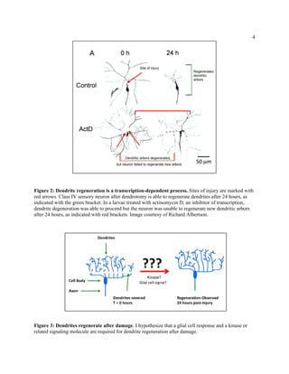 4
Figure 2: Dendrite regeneration is a transcription-dependent process. Sites of injury are marked with
red arrows. Class IV sensory neuron after dendrotomy is able to regenerate dendrites after 24 hours, as
indicated with the green bracket. In a larvae treated with actinomycin D, an inhibitor of transcription,
dendrite degeneration was able to proceed but the neuron was unable to regenerate new dendritic arbors
after 24 hours, as indicated with red brackets. Image courtesy of Richard Albertson.
Figure 3: Dendrites regenerate after damage. I hypothesize that a glial cell response and a kinase or
related signaling molecule are required for dendrite regeneration after damage.
 