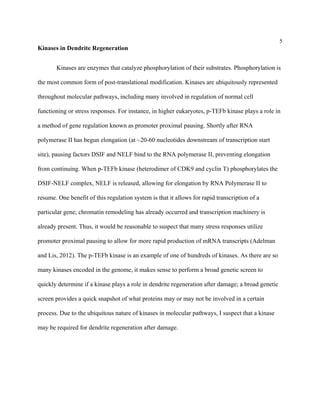 5
Kinases in Dendrite Regeneration
Kinases are enzymes that catalyze phosphorylation of their substrates. Phosphorylation is
the most common form of post-translational modification. Kinases are ubiquitously represented
throughout molecular pathways, including many involved in regulation of normal cell
functioning or stress responses. For instance, in higher eukaryotes, p-TEFb kinase plays a role in
a method of gene regulation known as promoter proximal pausing. Shortly after RNA
polymerase II has begun elongation (at ~20-60 nucleotides downstream of transcription start
site), pausing factors DSIF and NELF bind to the RNA polymerase II, preventing elongation
from continuing. When p-TEFb kinase (heterodimer of CDK9 and cyclin T) phosphorylates the
DSIF-NELF complex, NELF is released, allowing for elongation by RNA Polymerase II to
resume. One benefit of this regulation system is that it allows for rapid transcription of a
particular gene; chromatin remodeling has already occurred and transcription machinery is
already present. Thus, it would be reasonable to suspect that many stress responses utilize
promoter proximal pausing to allow for more rapid production of mRNA transcripts (Adelman
and Lis, 2012). The p-TEFb kinase is an example of one of hundreds of kinases. As there are so
many kinases encoded in the genome, it makes sense to perform a broad genetic screen to
quickly determine if a kinase plays a role in dendrite regeneration after damage; a broad genetic
screen provides a quick snapshot of what proteins may or may not be involved in a certain
process. Due to the ubiquitous nature of kinases in molecular pathways, I suspect that a kinase
may be required for dendrite regeneration after damage.
 