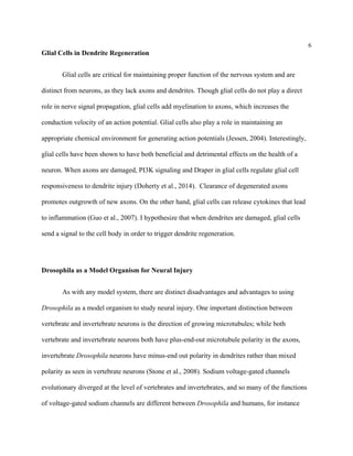 6
Glial Cells in Dendrite Regeneration
Glial cells are critical for maintaining proper function of the nervous system and are
distinct from neurons, as they lack axons and dendrites. Though glial cells do not play a direct
role in nerve signal propagation, glial cells add myelination to axons, which increases the
conduction velocity of an action potential. Glial cells also play a role in maintaining an
appropriate chemical environment for generating action potentials (Jessen, 2004). Interestingly,
glial cells have been shown to have both beneficial and detrimental effects on the health of a
neuron. When axons are damaged, PI3K signaling and Draper in glial cells regulate glial cell
responsiveness to dendrite injury (Doherty et al., 2014). Clearance of degenerated axons
promotes outgrowth of new axons. On the other hand, glial cells can release cytokines that lead
to inflammation (Guo et al., 2007). I hypothesize that when dendrites are damaged, glial cells
send a signal to the cell body in order to trigger dendrite regeneration.
Drosophila as a Model Organism for Neural Injury
As with any model system, there are distinct disadvantages and advantages to using
Drosophila as a model organism to study neural injury. One important distinction between
vertebrate and invertebrate neurons is the direction of growing microtubules; while both
vertebrate and invertebrate neurons both have plus-end-out microtubule polarity in the axons,
invertebrate Drosophila neurons have minus-end out polarity in dendrites rather than mixed
polarity as seen in vertebrate neurons (Stone et al., 2008). Sodium voltage-gated channels
evolutionary diverged at the level of vertebrates and invertebrates, and so many of the functions
of voltage-gated sodium channels are different between Drosophila and humans, for instance
 