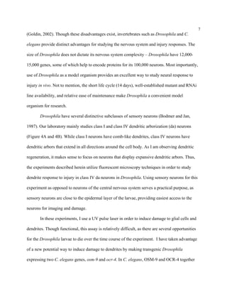 7
(Goldin, 2002). Though these disadvantages exist, invertebrates such as Drosophila and C.
elegans provide distinct advantages for studying the nervous system and injury responses. The
size of Drosophila does not dictate its nervous system complexity – Drosophila have 12,000-
15,000 genes, some of which help to encode proteins for its 100,000 neurons. Most importantly,
use of Drosophila as a model organism provides an excellent way to study neural response to
injury in vivo. Not to mention, the short life cycle (14 days), well-established mutant and RNAi
line availability, and relative ease of maintenance make Drosophila a convenient model
organism for research.
Drosophila have several distinctive subclasses of sensory neurons (Bodmer and Jan,
1987). Our laboratory mainly studies class I and class IV dendritic arborization (da) neurons
(Figure 4A and 4B). While class I neurons have comb-like dendrites, class IV neurons have
dendritic arbors that extend in all directions around the cell body. As I am observing dendritic
regeneration, it makes sense to focus on neurons that display expansive dendritic arbors. Thus,
the experiments described herein utilize fluorescent microscopy techniques in order to study
dendrite response to injury in class IV da neurons in Drosophila. Using sensory neurons for this
experiment as opposed to neurons of the central nervous system serves a practical purpose, as
sensory neurons are close to the epidermal layer of the larvae, providing easiest access to the
neurons for imaging and damage.
In these experiments, I use a UV pulse laser in order to induce damage to glial cells and
dendrites. Though functional, this assay is relatively difficult, as there are several opportunities
for the Drosophila larvae to die over the time course of the experiment. I have taken advantage
of a new potential way to induce damage to dendrites by making transgenic Drosophila
expressing two C. elegans genes, osm-9 and ocr-4. In C. elegans, OSM-9 and OCR-4 together
 
