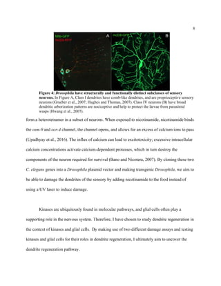 8
Figure 4: Drosophila have structurally and functionally distinct subclasses of sensory
neurons. In Figure A, Class I dendrites have comb-like dendrites, and are proprioceptive sensory
neurons (Grueber et al., 2007; Hughes and Thomas, 2007). Class IV neurons (B) have broad
dendritic arborization patterns are nociceptive and help to protect the larvae from parasitoid
wasps (Hwang et al., 2007).
form a heterotetramer in a subset of neurons. When exposed to nicotinamide, nicotinamide binds
the osm-9 and ocr-4 channel, the channel opens, and allows for an excess of calcium ions to pass
(Upadhyay et al., 2016). The influx of calcium can lead to excitotoxicity; excessive intracellular
calcium concentrations activate calcium-dependent proteases, which in turn destroy the
components of the neuron required for survival (Bano and Nicotera, 2007). By cloning these two
C. elegans genes into a Drosophila plasmid vector and making transgenic Drosophila, we aim to
be able to damage the dendrites of the sensory by adding nicotinamide to the food instead of
using a UV laser to induce damage.
Kinases are ubiquitously found in molecular pathways, and glial cells often play a
supporting role in the nervous system. Therefore, I have chosen to study dendrite regeneration in
the context of kinases and glial cells. By making use of two different damage assays and testing
kinases and glial cells for their roles in dendrite regeneration, I ultimately aim to uncover the
dendrite regeneration pathway.
 