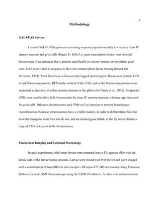 9
Methodology
GAL4/UAS System
I used a GAL4/UAS (upstream activating sequence) system in order to visualize class IV
sensory neurons and glial cells (Figure 5). GAL4, a yeast transcription factor, was inserted
downstream of an enhancer that is present specifically in sensory neurons or peripheral glial
cells. UAS is activated in response to the GAL4 transcription factor binding (Brand and
Perrimon, 1993). Most lines have a fluorescently-tagged protein (green fluorescent protein, GFP,
or red fluorescent protein, RFP) under control of the UAS, and so the fluorescent proteins were
expressed exclusively in either sensory neurons or the glial cells (Henry et al., 2012). Pickpocket
(PPK) was used to drive GAL4 expression for class IV sensory neurons, whereas repo was used
for glial cells. Balancer chromosomes such TM6 or Cyo function to prevent homologous
recombination. Balancer chromosomes have a visible marker, in order to differentiate flies that
have the transgene from flies that do not, and are homozygous lethal, so the fly never obtains a
copy of TM6 or Cyo on both chromosomes.
Fluorescent Imaging and Confocal Microscopy
In each experiment, third-instar larvae were mounted onto a 3% agarose slide with the
dorsal side of the larvae facing upwards. Larvae were rinsed with PBS buffer and were imaged
with a combination of two different microscopes - Olympus FV1000 microscope using Fluoview
Software or and LSM510 microscope using the LSM510 software. A table with information on
 