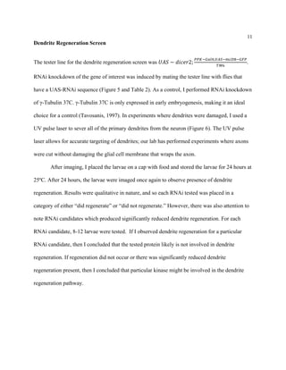 11
Dendrite Regeneration Screen
The tester line for the dendrite regeneration screen was 𝑈𝑈𝑈𝑈𝑈𝑈 − 𝑑𝑑𝑑𝑑𝑑𝑑𝑑𝑑𝑑𝑑2;
𝑃𝑃𝑃𝑃𝑃𝑃−𝐺𝐺𝐺𝐺𝐺𝐺4,𝑈𝑈𝑈𝑈𝑈𝑈−𝑚𝑚𝑚𝑚𝑚𝑚8−𝐺𝐺𝐺𝐺𝐺𝐺
𝑇𝑇𝑇𝑇6
.
RNAi knockdown of the gene of interest was induced by mating the tester line with flies that
have a UAS-RNAi sequence (Figure 5 and Table 2). As a control, I performed RNAi knockdown
of γ-Tubulin 37C. γ-Tubulin 37C is only expressed in early embryogenesis, making it an ideal
choice for a control (Tavosanis, 1997). In experiments where dendrites were damaged, I used a
UV pulse laser to sever all of the primary dendrites from the neuron (Figure 6). The UV pulse
laser allows for accurate targeting of dendrites; our lab has performed experiments where axons
were cut without damaging the glial cell membrane that wraps the axon.
After imaging, I placed the larvae on a cap with food and stored the larvae for 24 hours at
25ºC. After 24 hours, the larvae were imaged once again to observe presence of dendrite
regeneration. Results were qualitative in nature, and so each RNAi tested was placed in a
category of either “did regenerate” or “did not regenerate.” However, there was also attention to
note RNAi candidates which produced significantly reduced dendrite regeneration. For each
RNAi candidate, 8-12 larvae were tested. If I observed dendrite regeneration for a particular
RNAi candidate, then I concluded that the tested protein likely is not involved in dendrite
regeneration. If regeneration did not occur or there was significantly reduced dendrite
regeneration present, then I concluded that particular kinase might be involved in the dendrite
regeneration pathway.
 