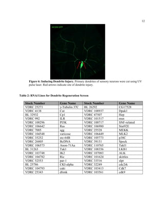 12
Figure 6: Inducing Dendrite Injury. Primary dendrites of sensory neurons were cut using UV
pulse laser. Red arrows indicate site of dendrite injury.
Table 2: RNAi Lines for Dendrite Regeneration Screen
Stock Number Gene Name Stock Number Gene Name
VDRC 25271 γ-Tubulin 37C BL 26292 CG17528
VDRC 4138 Cut VDRC 108937 Dpak1
BL 32932 Cp1 VDRC 47507 Hep
VDRC 992 ILR VDRC 101517 msn
VDRC 100296 PI3K VDRC 100717 SNF-related
VDRC 106642 Ras VDRC 106980 Stat92E
VDRC 7005 sgg VDRC 25528 MEKK
VDRC 104548 varicose VDRC 106449 MLK2
VDRC 35252 src-64B VDRC 105773 p38C
VDRC 26805 BcDNA VDRC 39131 Spock
VDRC 106573 Anon-71Aa VDRC 110765 Takl1
BL 31263 Tak1 VDRC 108356 LKB1
VDRC 103748 IK2 VDRC 107083 ALK
VDRC 104782 Ric VDRC 101624 skittles
VDRC 52553 par-1 VDRC 33516 slpr
BL 25786 CKI-alpha VDRC 32249 cdc2rk
VDRC 104793 caki VDRC 103413 Cdk7
VDRC 25343 dlimk VDRC 103561 cdk9
 