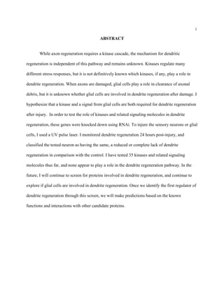 i
ABSTRACT
While axon regeneration requires a kinase cascade, the mechanism for dendritic
regeneration is independent of this pathway and remains unknown. Kinases regulate many
different stress responses, but it is not definitively known which kinases, if any, play a role in
dendrite regeneration. When axons are damaged, glial cells play a role in clearance of axonal
debris, but it is unknown whether glial cells are involved in dendrite regeneration after damage. I
hypothesize that a kinase and a signal from glial cells are both required for dendrite regeneration
after injury. In order to test the role of kinases and related signaling molecules in dendrite
regeneration, these genes were knocked down using RNAi. To injure the sensory neurons or glial
cells, I used a UV pulse laser. I monitored dendrite regeneration 24 hours post-injury, and
classified the tested neuron as having the same, a reduced or complete lack of dendrite
regeneration in comparison with the control. I have tested 35 kinases and related signaling
molecules thus far, and none appear to play a role in the dendrite regeneration pathway. In the
future, I will continue to screen for proteins involved in dendrite regeneration, and continue to
explore if glial cells are involved in dendrite regeneration. Once we identify the first regulator of
dendrite regeneration through this screen, we will make predictions based on the known
functions and interactions with other candidate proteins.
 