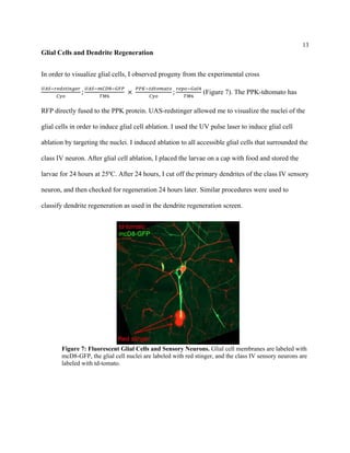 13
Glial Cells and Dendrite Regeneration
In order to visualize glial cells, I observed progeny from the experimental cross
𝑈𝑈𝑈𝑈𝑈𝑈−𝑟𝑟𝑟𝑟𝑟𝑟𝑟𝑟𝑟𝑟𝑟𝑟 𝑟𝑟 𝑟𝑟𝑟𝑟𝑟𝑟
𝐶𝐶𝐶𝐶𝐶𝐶
;
𝑈𝑈𝑈𝑈𝑈𝑈−𝑚𝑚𝑚𝑚𝑚𝑚8−𝐺𝐺𝐺𝐺𝐺𝐺
𝑇𝑇𝑇𝑇6
×
𝑃𝑃𝑃𝑃𝑃𝑃−𝑡𝑡𝑡𝑡𝑡𝑡𝑡𝑡𝑡𝑡𝑡𝑡𝑡𝑡𝑡𝑡
𝐶𝐶𝐶𝐶𝐶𝐶
;
𝑟𝑟𝑟𝑟𝑟𝑟𝑟𝑟−𝐺𝐺𝐺𝐺𝐺𝐺4
𝑇𝑇𝑇𝑇6
(Figure 7). The PPK-tdtomato has
RFP directly fused to the PPK protein. UAS-redstinger allowed me to visualize the nuclei of the
glial cells in order to induce glial cell ablation. I used the UV pulse laser to induce glial cell
ablation by targeting the nuclei. I induced ablation to all accessible glial cells that surrounded the
class IV neuron. After glial cell ablation, I placed the larvae on a cap with food and stored the
larvae for 24 hours at 25ºC. After 24 hours, I cut off the primary dendrites of the class IV sensory
neuron, and then checked for regeneration 24 hours later. Similar procedures were used to
classify dendrite regeneration as used in the dendrite regeneration screen.
Figure 7: Fluorescent Glial Cells and Sensory Neurons. Glial cell membranes are labeled with
mcD8-GFP, the glial cell nuclei are labeled with red stinger, and the class IV sensory neurons are
labeled with td-tomato.
 