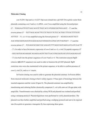 14
Molecular Cloning
osm-9 (2811 bp) and ocr-4 (2271 bp) were cloned into a pUAST Drosophila vector from
plasmids containing osm-9 and ocr-4 cDNA. osm-9 was amplified using the forward primer
(5’ – TGGGAATTCGTTAACAGATCTGCCACCATGGGCGGTGGAAGT – 3’) and the
reverse primer (5’ – TGTTAGCAGACTTCCTCTGCCCTCTCCACTGCCTTCGCTTTTGTC
ATTTGT – 3’). ocr-4 was amplified using the forward primer (5’ – AGAGGAAGTCTGCT
AACATGCGGTGACGTCGAGGAGAATATGGGTAATGCATCTAGTGCT – 3’) and the
reverse primer (5’ – TCGAGCGCGGCCGCAAGATCTTTAGCCGGTAGGAATAATCAACTT
– 3’). In order to have bicistronic expression of osm-9 and ocr-4, a viral 2A peptide sequence (5’
– GGCAGTGGAGAGGGCAGAGGAAGTCTGCTAACATGCGGTGACGTCGAGGAGAAT
– 3’) was built into the primer sequences of osm-9 and ocr-4. The restriction enzyme BglII
(cleaves A|GATCT sequence) was used in order to linearize the pUAST plasmid. BglII
restriction sites were also maintained in the primer sequence, to be able to confirm presence of
osm-9, viral 2A, and ocr-4 inserts.
In-Fusion cloning was used in order to generate the plasmid construct. In-Fusion differs
from classical molecular cloning in that it solely requires 15 base pairs of homology between the
inserted sequences and the vector (Figure 8). The plasmid construct was amplified by
transforming and culturing Stellar chemically competent E. coli cells onto an LB agar plate with
ampicillin. Transformants were checked by colony PCR and plasmid was isolated and purified
using a miniprep protocol. Plasmid digestions were performed to verify plasmid product. The
plasmid was then further amplified and purified using a midiprep protocol and sent to be injected
into Drosophila to generate a transgenic fly line expressing these genes.
 