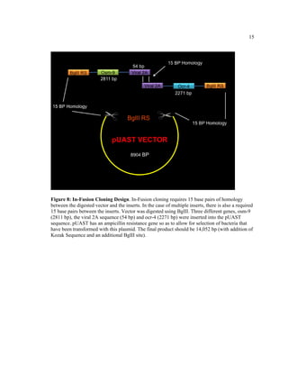 15
Figure 8: In-Fusion Cloning Design. In-Fusion cloning requires 15 base pairs of homology
between the digested vector and the inserts. In the case of multiple inserts, there is also a required
15 base pairs between the inserts. Vector was digested using BglII. Three different genes, osm-9
(2811 bp), the viral 2A sequence (54 bp) and ocr-4 (2271 bp) were inserted into the pUAST
sequence. pUAST has an ampicillin resistance gene so as to allow for selection of bacteria that
have been transformed with this plasmid. The final product should be 14,052 bp (with addition of
Kozak Sequence and an additional BglII site).
 