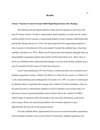 16
Results
Sensory Neurons in Control Group Exhibit Rapid Regeneration After Damage
Our laboratory has developed methods to study neuronal responses in both class I and
class IV sensory neurons. In order to study dendrite injury responses, we study class IV sensory
neurons instead of class I neurons, as regenerating dendrites in class I neurons exhibit periaxonal
growth after damage (Stone et al., 2014). The directed growth of the regenerating dendrites in
class I neurons is in the direction of the axon instead of towards the epithelial layer, where they
normally exist (Kim et al., 2012). When class IV neurons have their dendrites damaged, there are
broad dendritic regeneration patterns that extend in all directions.(Stone et al., 2014). Thus, to
test to see if dendritic arbors regenerated after damage, I cut each of the primary dendrites from a
class IV neuronal cell body using a UV pulse laser (Figure 6).
Larvae were maintained at 25ºC for 24 hours, at which point they were screened to see if
dendrites regenerated. I chose γ-Tubulin 37C RNAi as a control for this screen, as γ-Tubulin 37C
is only expressed during early embryogenesis (Tavosanis et al., 1997). As such, we would expect
for dendritic arbors to regenerate after damage with γ-Tubulin 37C RNAi knockdown. This was
the observed result, as when primary dendrites of class IV dendrites were severed using a UV
pulse laser, neurons regenerated dendritic arbors 24 hours later in the γ-tubulin 37C RNAi
control (Figure 9). Dendritic arbors do not take on the exact same arborization as the neuron
prior to injury. Rather, the regenerating dendrites will eventually regenerate to span
approximately the same area as the uninjured neuron.
For each candidate RNAi, approximately ten larvae were tested for dendrite regeneration.
After the primary dendrites were severed with the UV pulse laser, dendrite regeneration was
 
