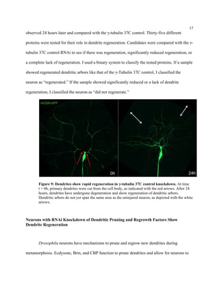 17
observed 24 hours later and compared with the γ-tubulin 37C control. Thirty-five different
proteins were tested for their role in dendrite regeneration. Candidates were compared with the γ-
tubulin 37C control RNAi to see if there was regeneration, significantly reduced regeneration, or
a complete lack of regeneration. I used a binary system to classify the tested proteins. If a sample
showed regenerated dendritic arbors like that of the γ-Tubulin 37C control, I classified the
neuron as “regenerated.” If the sample showed significantly reduced or a lack of dendrite
regeneration, I classified the neuron as “did not regenerate.”
Figure 9: Dendrites show rapid regeneration in γ-tubulin 37C control knockdown. At time
t = 0h, primary dendrites were cut from the cell body, as indicated with the red arrows. After 24
hours, dendrites have undergone degeneration and show regeneration of dendritic arbors.
Dendritic arbors do not yet span the same area as the uninjured neuron, as depicted with the white
arrows.
Neurons with RNAi Knockdown of Dendritic Pruning and Regrowth Factors Show
Dendrite Regeneration
Drosophila neurons have mechanisms to prune and regrow new dendrites during
metamorphosis. Ecdysone, Brm, and CBP function to prune dendrites and allow for neurons to
 