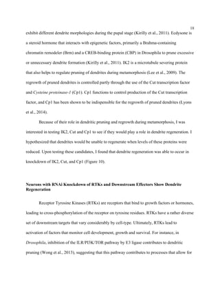 18
exhibit different dendrite morphologies during the pupal stage (Kirilly et al., 2011). Ecdysone is
a steroid hormone that interacts with epigenetic factors, primarily a Brahma-containing
chromatin remodeler (Brm) and a CREB-binding protein (CBP) in Drosophila to prune excessive
or unnecessary dendrite formation (Kirilly et al., 2011). IK2 is a microtubule severing protein
that also helps to regulate pruning of dendrites during metamorphosis (Lee et al., 2009). The
regrowth of pruned dendrites is controlled partly through the use of the Cut transcription factor
and Cysteine proteinase-1 (Cp1). Cp1 functions to control production of the Cut transcription
factor, and Cp1 has been shown to be indispensible for the regrowth of pruned dendrites (Lyons
et al., 2014).
Because of their role in dendritic pruning and regrowth during metamorphosis, I was
interested in testing IK2, Cut and Cp1 to see if they would play a role in dendrite regeneration. I
hypothesized that dendrites would be unable to regenerate when levels of these proteins were
reduced. Upon testing these candidates, I found that dendrite regeneration was able to occur in
knockdown of IK2, Cut, and Cp1 (Figure 10).
Neurons with RNAi Knockdown of RTKs and Downstream Effectors Show Dendrite
Regeneration
Receptor Tyrosine Kinases (RTKs) are receptors that bind to growth factors or hormones,
leading to cross-phosphorylation of the receptor on tyrosine residues. RTKs have a rather diverse
set of downstream targets that vary considerably by cell-type. Ultimately, RTKs lead to
activation of factors that monitor cell development, growth and survival. For instance, in
Drosophila, inhibition of the ILR/PI3K/TOR pathway by E3 ligase contributes to dendritic
pruning (Wong et al., 2013), suggesting that this pathway contributes to processes that allow for
 