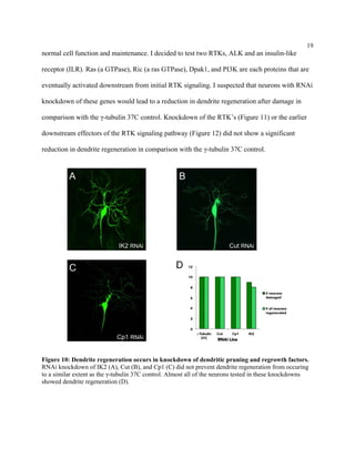 19
normal cell function and maintenance. I decided to test two RTKs, ALK and an insulin-like
receptor (ILR). Ras (a GTPase), Ric (a ras GTPase), Dpak1, and PI3K are each proteins that are
eventually activated downstream from initial RTK signaling. I suspected that neurons with RNAi
knockdown of these genes would lead to a reduction in dendrite regeneration after damage in
comparison with the γ-tubulin 37C control. Knockdown of the RTK’s (Figure 11) or the earlier
downstream effectors of the RTK signaling pathway (Figure 12) did not show a significant
reduction in dendrite regeneration in comparison with the γ-tubulin 37C control.
Figure 10: Dendrite regeneration occurs in knockdown of dendritic pruning and regrowth factors.
RNAi knockdown of IK2 (A), Cut (B), and Cp1 (C) did not prevent dendrite regeneration from occuring
to a similar extent as the γ-tubulin 37C control. Almost all of the neurons tested in these knockdowns
showed dendrite regeneration (D).
 