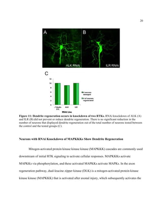 20
Figure 11: Dendrite regeneration occurs in knockdown of two RTKs. RNAi knockdown of ALK (A)
and ILR (B) did not prevent or reduce dendrite regeneration. There is no significant reduction in the
number of neurons that displayed dendrite regeneration out of the total number of neurons tested between
the control and the tested groups (C).
Neurons with RNAi Knockdown of MAPKKKs Show Dendrite Regeneration
Mitogen-activated protein kinase kinase kinase (MAPKKK) cascades are commonly used
downstream of initial RTK signaling to activate cellular responses. MAPKKKs activate
MAPKKs via phosphorylation, and these activated MAPKKs activate MAPKs. In the axon
regeneration pathway, dual-leucine zipper kinase (DLK) is a mitogen-activated protein kinase
kinase kinase (MAPKKK) that is activated after axonal injury, which subsequently activates the
 