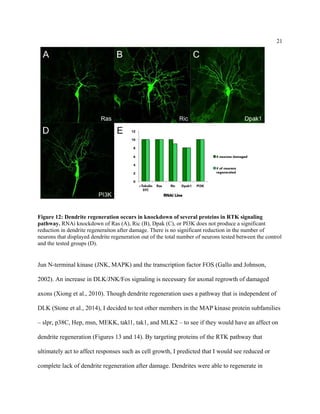 21
Figure 12: Dendrite regeneration occurs in knockdown of several proteins in RTK signaling
pathway. RNAi knockdown of Ras (A), Ric (B), Dpak (C), or PI3K does not produce a significant
reduction in dendrite regeneraiton after damage. There is no significant reduction in the number of
neurons that displayed dendrite regeneration out of the total number of neurons tested between the control
and the tested groups (D).
Jun N-terminal kinase (JNK, MAPK) and the transcription factor FOS (Gallo and Johnson,
2002). An increase in DLK/JNK/Fos signaling is necessary for axonal regrowth of damaged
axons (Xiong et al., 2010). Though dendrite regeneration uses a pathway that is independent of
DLK (Stone et al., 2014), I decided to test other members in the MAP kinase protein subfamilies
– slpr, p38C, Hep, msn, MEKK, takl1, tak1, and MLK2 – to see if they would have an affect on
dendrite regeneration (Figures 13 and 14). By targeting proteins of the RTK pathway that
ultimately act to affect responses such as cell growth, I predicted that I would see reduced or
complete lack of dendrite regeneration after damage. Dendrites were able to regenerate in
 