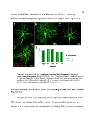 22
neurons with RNAi knockdown of these MAP kinases (Figure 13 and 14). Interestingly,
however, msn appeared to produce regenerated dendrites with complex arbors (Figure 13D).
Figure 13: Neurons with RNAi knockdown of various MAP kinases showed dendrite
regeneration after damage. Slpr (A), p38C (B), Hep (C), and msn (D) were knocked down with
RNAi to see if they play a role in dendrite regeneration. Dendrites were able to regenerate in all
tested proteins (E). Interestingly, reduced levels of msn seems to produce complex dendritic
arbors 24 hours after damage, as indicated with the red arrows.
Neurons with RNAi Knockdown of Calcium-calmodulin Dependent Kinases Show Dendrite
Regeneration
Intracellular calcium levels are typically low in comparison with the extracellular matrix.
Thus, it makes sense that perforation of the neuronal cell membrane of the axon creates an
increase in intracellular calcium that travels towards the cell body. This calcium then triggers the
 