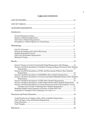 ii
TABLE OF CONTENTS
LIST OF FIGURES .....................................................................................................iii
LIST OF TABLES.......................................................................................................v
ACKNOWLEDGEMENTS.........................................................................................vi
Introduction..................................................................................................................1
Neuronal Response to Injury............................................................................................1
Kinases in Dendrite Regeneration....................................................................................5
Glial Cells in Dendrite Regeneration ...............................................................................6
Drosophila as a Model Organism for Neural Injury ........................................................6
Methodology................................................................................................................9
GAL4/UAS System..........................................................................................................9
Fluorescent Imaging and Confocal Microscopy ..............................................................9
Dendrite Regeneration Screen..........................................................................................11
Glial Cells and Dendrite Regeneration.............................................................................13
Molecular Cloning ...........................................................................................................14
Results..........................................................................................................................16
Sensory Neurons in Control Group Exhibit Rapid Regeneration After Damage.............16
Neurons with RNAi Knockdown of Dendritic Pruning and Regrowth Factors Show Dendrite
Regeneration.............................................................................................................17
Neurons with RNAi Knockdown of RTKs and Downstream Effectors Show Dendrite
Regeneration.............................................................................................................18
Neurons with RNAi Knockdown of MAPKKKs Show Dendrite Regeneration..............20
Neurons with RNAi Knockdown of Calcium-calmodulin Dependent Kinases Show Dendrite
Regeneration.............................................................................................................22
Neurons with RNAi Knockdown of CDKs Show Dendrite Regeneration ......................25
Neurons with RNAi Knockdown of Microtubule Proteins Show Dendrite Regeneration 26
Neurons with RNAi Knockdown of Various Proteins Involved in Development, Axonal
Clearance and Vesicular Trafficking Show Dendrite Regeneration ........................27
Modeling Dendrite Injury Response in Presence of Dead Glial Cells.............................31
Generation of Transgenic Flies Containing osm-9 and ocr-4 ..........................................33
Discussion and Future Directions................................................................................36
Tested Proteins do not Appear to Play a Role in Dendrite Regeneration ........................36
Glial Cell Injury Assay and Dendrite Regeneration.........................................................37
Future Directions..............................................................................................................38
Final Thoughts .................................................................................................................40
References....................................................................................................................42
 
