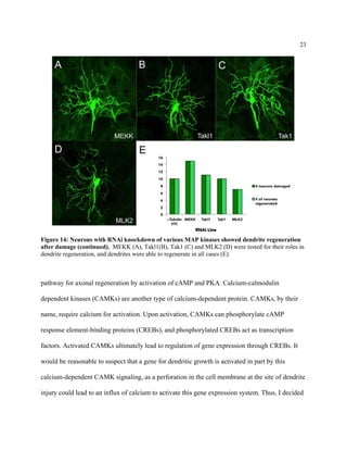 23
Figure 14: Neurons with RNAi knockdown of various MAP kinases showed dendrite regeneration
after damage (continued). MEKK (A), Takl1(B), Tak1 (C) and MLK2 (D) were tested for their roles in
dendrite regeneration, and dendrites were able to regenerate in all cases (E).
pathway for axonal regeneration by activation of cAMP and PKA. Calcium-calmodulin
dependent kinases (CAMKs) are another type of calcium-dependent protein. CAMKs, by their
name, require calcium for activation. Upon activation, CAMKs can phosphorylate cAMP
response element-binding proteins (CREBs), and phosphorylated CREBs act as transcription
factors. Activated CAMKs ultimately lead to regulation of gene expression through CREBs. It
would be reasonable to suspect that a gene for dendritic growth is activated in part by this
calcium-dependent CAMK signaling, as a perforation in the cell membrane at the site of dendrite
injury could lead to an influx of calcium to activate this gene expression system. Thus, I decided
 