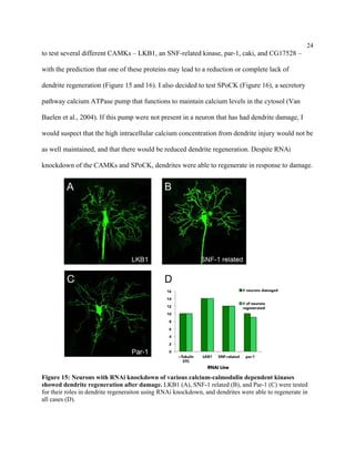 24
to test several different CAMKs – LKB1, an SNF-related kinase, par-1, caki, and CG17528 –
with the prediction that one of these proteins may lead to a reduction or complete lack of
dendrite regeneration (Figure 15 and 16). I also decided to test SPoCK (Figure 16), a secretory
pathway calcium ATPase pump that functions to maintain calcium levels in the cytosol (Van
Baelen et al., 2004). If this pump were not present in a neuron that has had dendrite damage, I
would suspect that the high intracellular calcium concentration from dendrite injury would not be
as well maintained, and that there would be reduced dendrite regeneration. Despite RNAi
knockdown of the CAMKs and SPoCK, dendrites were able to regenerate in response to damage.
Figure 15: Neurons with RNAi knockdown of various calcium-calmodulin dependent kinases
showed dendrite regeneration after damage. LKB1 (A), SNF-1 related (B), and Par-1 (C) were tested
for their roles in dendrite regeneraiton using RNAi knockdown, and dendrites were able to regenerate in
all cases (D).
 