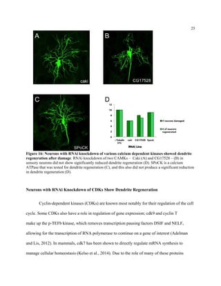 25
Figure 16: Neurons with RNAi knockdown of various calcium dependent kinases showed dendrite
regeneration after damage. RNAi knockdown of two CAMKs – Caki (A) and CG17528 – (B) in
sensory neurons did not show significantly reduced dendrite regeneration (D). SPoCK is a calcium
ATPase that was tested for dendrite regeneration (C), and this also did not produce a significant reduction
in dendrite regeneration (D).
Neurons with RNAi Knockdown of CDKs Show Dendrite Regeneration
Cyclin-dependent kinases (CDKs) are known most notably for their regulation of the cell
cycle. Some CDKs also have a role in regulation of gene expression; cdk9 and cyclin T
make up the p-TEFb kinase, which removes transcription pausing factors DSIF and NELF,
allowing for the transcription of RNA polymerase to continue on a gene of interest (Adelman
and Lis, 2012). In mammals, cdk7 has been shown to directly regulate mRNA synthesis to
manage cellular homeostasis (Kelso et al., 2014). Due to the role of many of these proteins
 