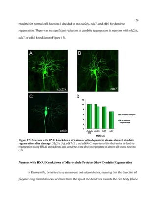 26
required for normal cell function, I decided to test cdc2rk, cdk7, and cdk9 for dendrite
regeneration. There was no significant reduction in dendrite regeneration in neurons with cdc2rk,
cdk7, or cdk9 knockdown (Figure 17).
Figure 17: Neurons with RNAi knockdown of various cyclin-dependent kinases showed dendrite
regeneration after damage. Cdc2rk (A), cdk7 (B), and cdk9 (C) were tested for their roles in dendrite
regeneration using RNAi knockdown, and dendrites were able to regenerate in almost all tested neurons
(D).
Neurons with RNAi Knockdown of Microtubule Proteins Show Dendrite Regeneration
In Drosophila, dendrites have minus-end out microtubules, meaning that the direction of
polymerizing microtubules is oriented from the tips of the dendrites towards the cell body (Stone
 