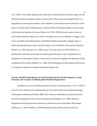 27
et al., 2008). Functionally speaking, this means that vesicular transport of protein cargo from the
cell body towards the dendrites utilizes a dynein motor. When axons are damaged, there is an
upregulation of growing microtubules, and a dendrite is converted from minus-end out to a plus-
end out. The plus-end out dendrite grows, and the dendrite functionally begins to take on many
of the molecular functions of an axon (Stone et al., 2010). While this only seems to occur in
axons and not dendrites (Stone et al., 2010), I decided to test to see if reduction of shaggy, anon-
71Aa, and dlimk microtubule proteins would affect dendrite regeneration. Shaggy (sgg) is a
protein that phosphorylates futsch, and futsch plays a role in dendritic and axonal development
(Gögel et al., 2006; Hummel et al., 2000). Anon-71Aa (also known as DCX-EMAP), is a
doublecortin containing microtubule-associated protein that plays a role in mechanosensory
transduction in Drosophila. Dlimk is a kinase has been shown to regulate actin dynamics in both
mammals and Drosophila (Ohashi et al., 2000). RNAi knockdown of these proteins did not lead
to a significant reduction in dendrite regeneration (Figure 18).
Neurons with RNAi Knockdown of Various Proteins Involved in Development, Axonal
Clearance and Vesicular Trafficking Show Dendrite Regeneration
I decided to test several different proteins involved in various processes: CK1-α, which is
involved in the canonical wnt signaling pathway that in part controls neural patterning during
embryogenesis (Komiya and Habas, 2008); sktl, which was identified in a screen for proteins
involved in peripheral nervous system development (Prokopenko et al., 2000); Stat92E, a
transcription factor that promotes expression of proteins to clear axonal debris after damage
(Doherty et al., 2014); BcDNA, an ADP-Ribosylation factor GTPase that is involved in
 