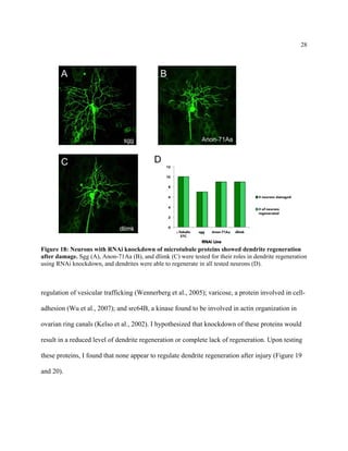 28
Figure 18: Neurons with RNAi knockdown of microtubule proteins showed dendrite regeneration
after damage. Sgg (A), Anon-71Aa (B), and dlimk (C) were tested for their roles in dendrite regeneration
using RNAi knockdown, and dendrites were able to regenerate in all tested neurons (D).
regulation of vesicular trafficking (Wennerberg et al., 2005); varicose, a protein involved in cell-
adhesion (Wu et al., 2007); and src64B, a kinase found to be involved in actin organization in
ovarian ring canals (Kelso et al., 2002). I hypothesized that knockdown of these proteins would
result in a reduced level of dendrite regeneration or complete lack of regeneration. Upon testing
these proteins, I found that none appear to regulate dendrite regeneration after injury (Figure 19
and 20).
 