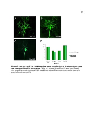 29
Figure 19: Neurons with RNAi knockdown of various proteins involved in development and axonal
clearance showed dendrite regeneration. CK1-α (A), skittles (B), and Stat92E were tested for their
roles in dendrite regeneration using RNAi knockdown, and dendrite regeneration was able to occur in
almost all tested neurons (D).
 