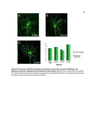 30
Figure 20: Neurons with RNAi knockdown of kinases involved in vesicular trafficking, cell
adhesion, and actin regulation showed dendrite regeneration. BcDNA (A), varicose (B), and src64B
(C) were tested for their roles in dendrite regeneration using RNAi knockdown, and dendrite regeneration
was able to occur in almost all tested neurons (D).
 