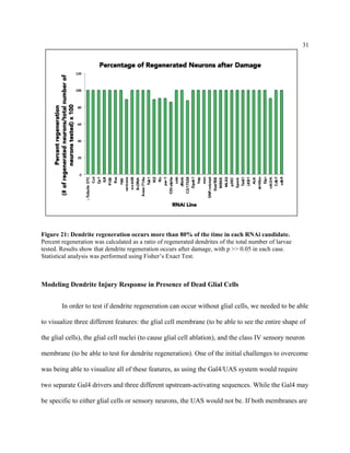31
Figure 21: Dendrite regeneration occurs more than 80% of the time in each RNAi candidate.
Percent regeneration was calculated as a ratio of regenerated dendrites of the total number of larvae
tested. Results show that dendrite regeneration occurs after damage, with p >> 0.05 in each case.
Statistical analysis was performed using Fisher’s Exact Test.
Modeling Dendrite Injury Response in Presence of Dead Glial Cells
In order to test if dendrite regeneration can occur without glial cells, we needed to be able
to visualize three different features: the glial cell membrane (to be able to see the entire shape of
the glial cells), the glial cell nuclei (to cause glial cell ablation), and the class IV sensory neuron
membrane (to be able to test for dendrite regeneration). One of the initial challenges to overcome
was being able to visualize all of these features, as using the Gal4/UAS system would require
two separate Gal4 drivers and three different upstream-activating sequences. While the Gal4 may
be specific to either glial cells or sensory neurons, the UAS would not be. If both membranes are
 