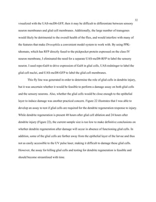 32
visualized with the UAS-mcD8-GFP, then it may be difficult to differentiate between sensory
neuron membranes and glial cell membranes. Additionally, the large number of transgenes
would likely be detrimental to the overall health of the flies, and would interfere with many of
the features that make Drosophila a convenient model system to work with. By using PPK-
tdtomato, which has RFP directly fused to the pickpocket protein expressed on the class IV
neuron membrane, I eliminated the need for a separate UAS-mcD8-RFP to label the sensory
neuron. I used repo-Gal4 to drive expression of Gal4 in glial cells, UAS-redstinger to label the
glial cell nuclei, and UAS-mcD8-GFP to label the glial cell membranes.
This fly line was generated in order to determine the role of glial cells in dendrite injury,
but it was uncertain whether it would be feasible to perform a damage assay on both glial cells
and the sensory neurons. Also, whether the glial cells would be close enough to the epithelial
layer to induce damage was another practical concern. Figure 22 illustrates that I was able to
develop an assay to test if glial cells are required for the dendrite regeneration response to injury.
While dendrite regeneration is present 48 hours after glial cell ablation and 24 hours after
dendrite injury (Figure 22), the current sample size is too low to make definitive conclusions on
whether dendrite regeneration after damage will occur in absence of functioning glial cells. In
addition, some of the glial cells are farther away from the epithelial layer of the larvae and thus
not as easily accessible to the UV pulse laser, making it difficult to damage these glial cells.
However, the assay for killing glial cells and testing for dendrite regeneration is feasible and
should become streamlined with time.
 