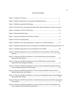 iii
LIST OF FIGURES
Figure 1: Anatomy of a Neuron...............................................................................................1
Figure 2: Dendrite regeneration is a transcription-dependent process.....................................4
Figure 3: Dendrites regenerate after damage ...........................................................................4
Figure 4: Drosophila have structurally and functionally distinct subclasses of sensory neurons 8
Figure 5: Example of a GAL4/UAS System............................................................................10
Figure 6: Inducing Dendrite Injury..........................................................................................12
Figure 7: Fluorescent Glial Cells and Sensory Neurons. .........................................................13
Figure 8: In-Fusion Cloning Design ........................................................................................15
Figure 9: Dendrites show rapid regeneration in γ-tubulin 37C control knockdown................17
Figure 10: Dendrite regeneration occurs in knockdown of dendritic pruning and regrowth factors 19
Figure 11: Dendrite regeneration occurs in knockdown of two RTKs ....................................20
Figure 12: Dendrite regeneration occurs in knockdown of several proteins in RTK signaling
pathway............................................................................................................................21
Figure 13: Neurons with RNAi knockdown of various MAP kinases showed dendrite
regeneration after damage................................................................................................22
Figure 14: Neurons with RNAi knockdown of various MAP kinases showed dendrite
regeneration after damage (continued).............................................................................23
Figure 15: Neurons with RNAi knockdown of various calcium-calmodulin dependent kinases
showed dendrite regeneration after damage.....................................................................24
Figure 16: Neurons with RNAi knockdown of various calcium dependent kinases showed
dendrite regeneration after damage..................................................................................25
Figure 17: Neurons with RNAi knockdown of various cyclin-dependent kinases showed dendrite
regeneration after damage................................................................................................26
Figure 18: Neurons with RNAi knockdown of microtubule proteins showed dendrite regeneration
after damage.....................................................................................................................28
Figure 19: Neurons with RNAi knockdown of various proteins involved in development and
axonal clearance showed dendrite regeneration...............................................................29
 