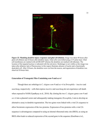 33
Figure 22. Modeling dendrite injury responses and glial cell ablation. Image was taken 48 hours after
glial cell ablation and 24 hours after dendrite injury. Glial cells were killed using a UV pulse laser. Glial
cell membranes are marked with mCD8-GFP whereas the dendrites are marked with tdtomato. The
location of the targeted nucleus is indicated with the red arrow. Redstinger is not visible as this image was
taken after ablation; lack of fluorescence in this region illustrates absence of nuclei and a functionally
dead glial cell. After 24 hours, the dendrites were cut from the neuron, and regeneration of dendrites was
observed 24 hours later.
Generation of Transgenic Flies Containing osm-9 and ocr-4
Though there are orthologs to C. elegans osm-9 and ocr-4 in Drosophila – inactive and
nanchung, respectively – cells that express inactive and nanchung do not experience cell death
when exposed to NAM (Upadhyay et al., 2016). By cloning the two C. elegans genes osm-9 and
ocr-4 into a plasmid vector and subsequently making transgenic Drosophila, I aim to develop an
alternative assay to dendrite regeneration. The two genes were linked with a viral 2A sequence to
allow bicistronic expression of the two proteins. Expression of two proteins with a viral 2A
sequence is advantageous compared to using an internal ribosomal entry site (IRES), as using an
IRES often leads to reduced expression of the second gene in the sequence (Kaufman et al.,
 