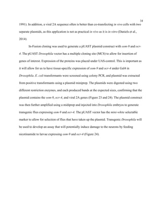 34
1991). In addition, a viral 2A sequence often is better than co-transfecting in vivo cells with two
separate plasmids, as this application is not as practical in vivo as it is in vitro (Daniels et al.,
2014)
In-Fusion cloning was used to generate a pUAST plasmid construct with osm-9 and ocr-
4. The pUAST Drosophila vector has a multiple cloning site (MCS) to allow for insertion of
genes of interest. Expression of the proteins was placed under UAS-control. This is important as
it will allow for us to have tissue-specific expression of osm-9 and ocr-4 under Gal4 in
Drosophila. E. coli transformants were screened using colony PCR, and plasmid was extracted
from positive transformants using a plasmid miniprep. The plasmids were digested using two
different restriction enzymes, and each produced bands at the expected sizes, confirming that the
plasmid contains the osm-9, ocr-4, and viral 2A genes (Figure 23 and 24). The plasmid construct
was then further amplified using a midiprep and injected into Drosophila embryos to generate
transgenic flies expressing osm-9 and ocr-4. The pUAST vector has the mini-white selectable
marker to allow for selection of flies that have taken up the plasmid. Transgenic Drosophila will
be used to develop an assay that will potentially induce damage to the neurons by feeding
nicotinamide to larvae expressing osm-9 and ocr-4 (Figure 24).
 