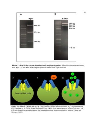 35
Figure 23: Restriction enzyme digestion confirms plasmid product. Plasmid construct was digested
with BglII (A) and BSRGI (B). Digests produced bands at the expected sizes.
Figure 24: OSM-9, OCR-4 and NAM. Osm-9 and ocr-4 form a heterotetramer in C. elegans neurons
(A)(Upadhyay et al., 2016). Upon binding of NAM (14B), there is a subsequent influx of calcium (14C).
Calcium-dependent proteases destroy the components of the neuron required for survival (Bano and
Nicotera, 2007).
 