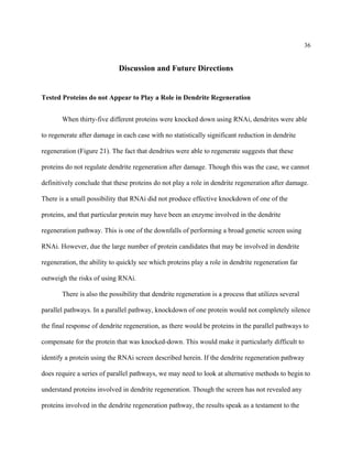 36
Discussion and Future Directions
Tested Proteins do not Appear to Play a Role in Dendrite Regeneration
When thirty-five different proteins were knocked down using RNAi, dendrites were able
to regenerate after damage in each case with no statistically significant reduction in dendrite
regeneration (Figure 21). The fact that dendrites were able to regenerate suggests that these
proteins do not regulate dendrite regeneration after damage. Though this was the case, we cannot
definitively conclude that these proteins do not play a role in dendrite regeneration after damage.
There is a small possibility that RNAi did not produce effective knockdown of one of the
proteins, and that particular protein may have been an enzyme involved in the dendrite
regeneration pathway. This is one of the downfalls of performing a broad genetic screen using
RNAi. However, due the large number of protein candidates that may be involved in dendrite
regeneration, the ability to quickly see which proteins play a role in dendrite regeneration far
outweigh the risks of using RNAi.
There is also the possibility that dendrite regeneration is a process that utilizes several
parallel pathways. In a parallel pathway, knockdown of one protein would not completely silence
the final response of dendrite regeneration, as there would be proteins in the parallel pathways to
compensate for the protein that was knocked-down. This would make it particularly difficult to
identify a protein using the RNAi screen described herein. If the dendrite regeneration pathway
does require a series of parallel pathways, we may need to look at alternative methods to begin to
understand proteins involved in dendrite regeneration. Though the screen has not revealed any
proteins involved in the dendrite regeneration pathway, the results speak as a testament to the
 